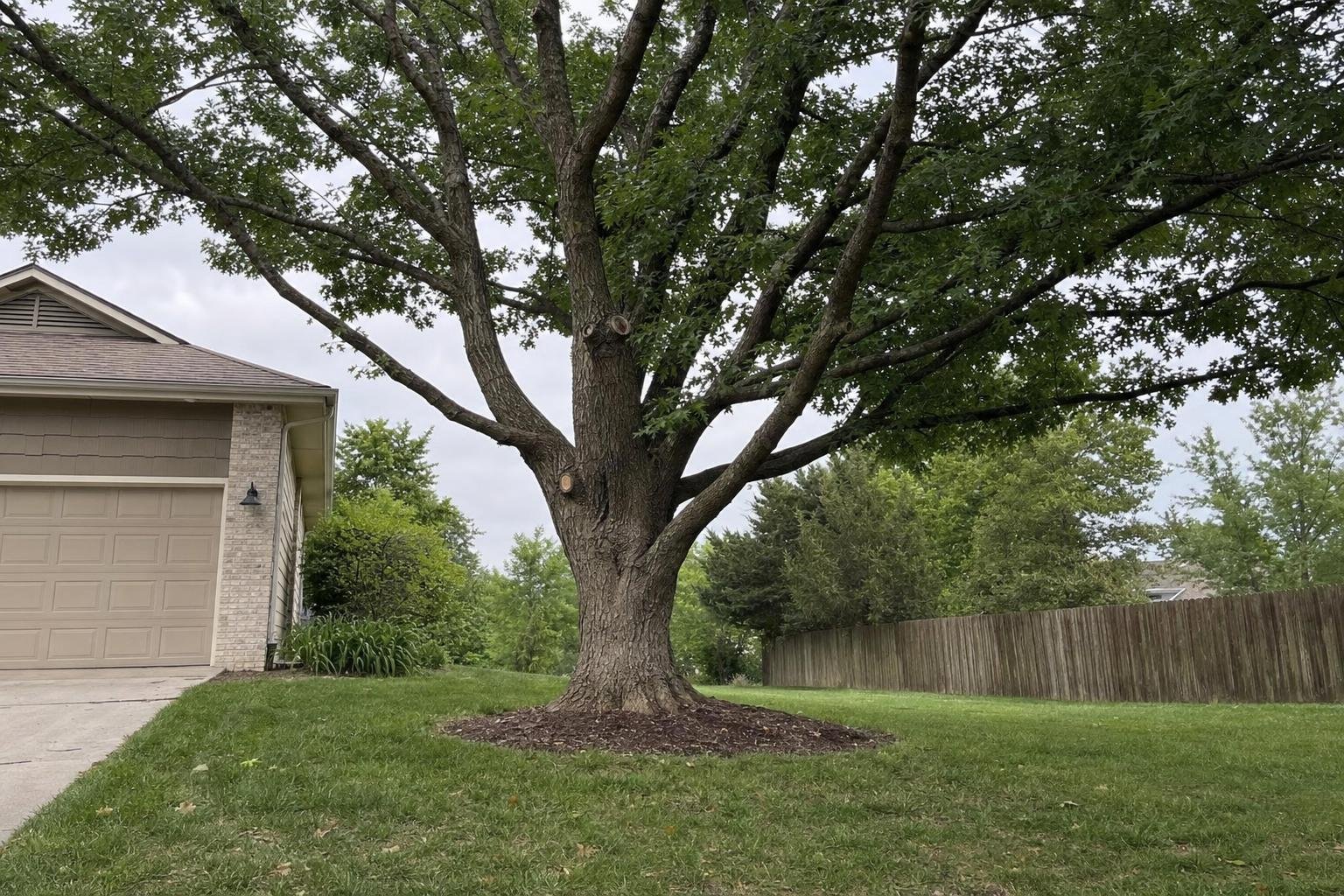 Illustrative image of tree service hiring guide work