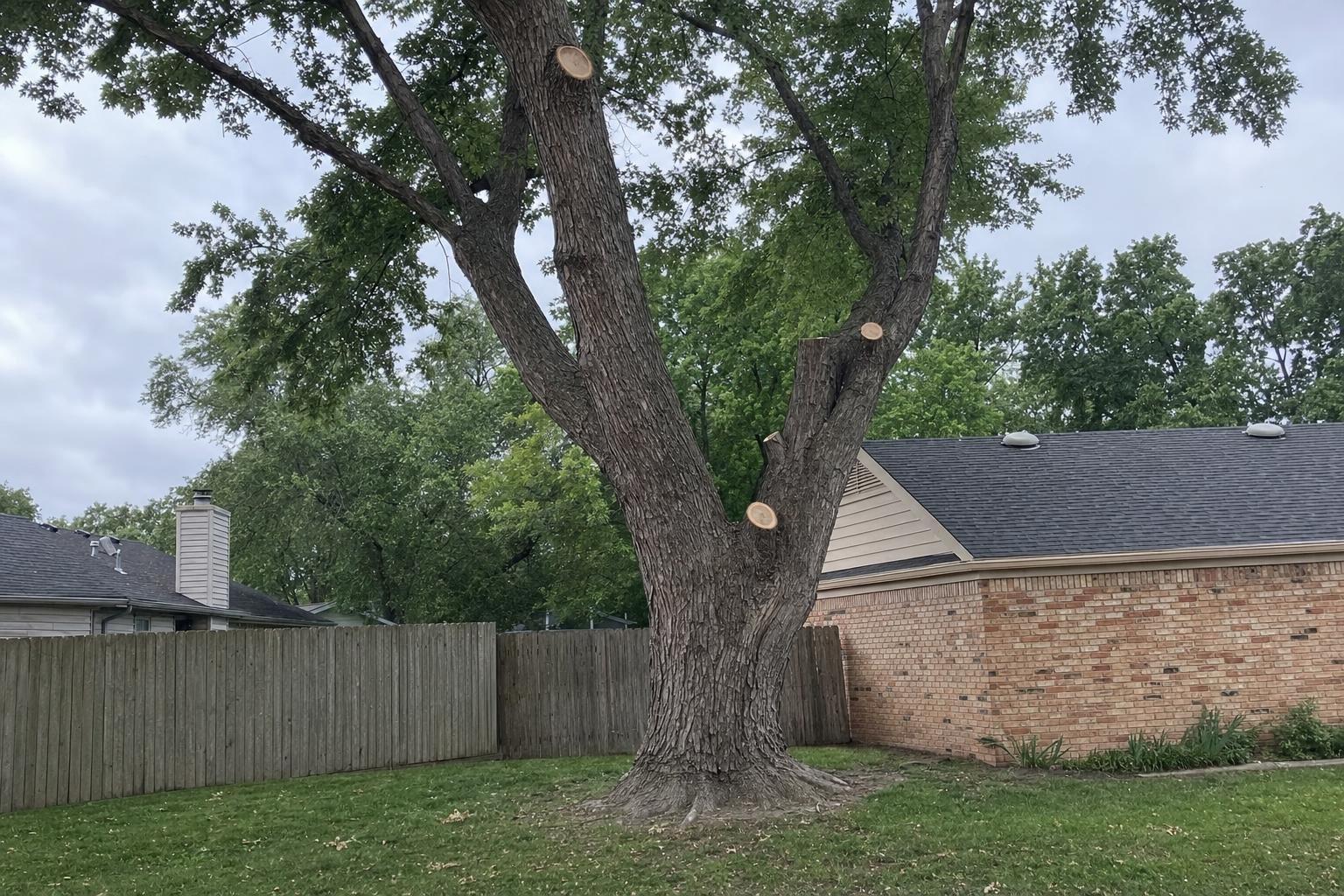 Tree Service How It Works in Wichita